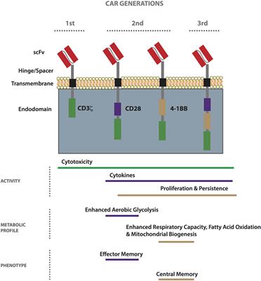 Engineering Chimeric Antigen Receptor T-Cells for Racing in Solid Tumors: Don’t Forget the Fuel